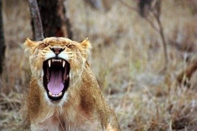 Tanzania Wildlife Safari - 5 Days Tour Tanzania Wildlife Safari - 5 Days Tour