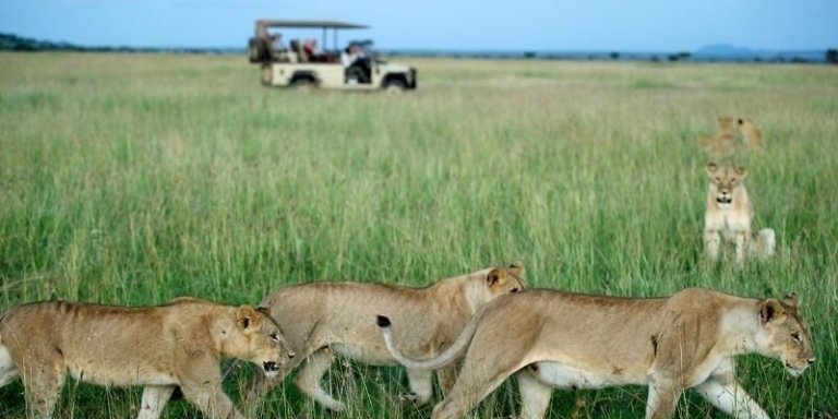 Tanzania Wildlife Safari - 5 Days Tour
