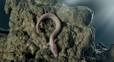 Postojna Caves and Predjama Castle.From Ljubljana.Private trip