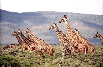 Thrilling Tanzania Camping Safari - 7 Days Thrilling Tanzania Camping Safari - 7 Days