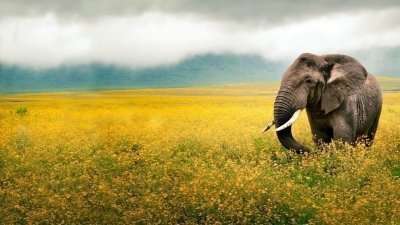 Best of Tanzania Wildlife Safaris - 3-day Private Tour Best of Tanzania Wildlife Safaris - 3-day Private Tour