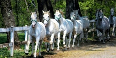Škocjan Caves and Lipica Stud Farm