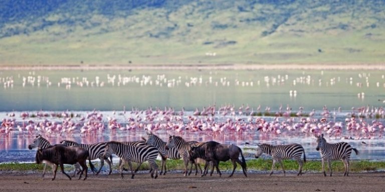 African Wildlife Safari in Northern Tanzania - Private Tour, 4 Days