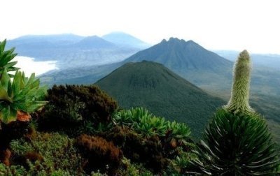 Lowland Gorilla Trekking Congo - 3-Days Safari Lowland Gorilla Trekking Congo - 3-Days Safari