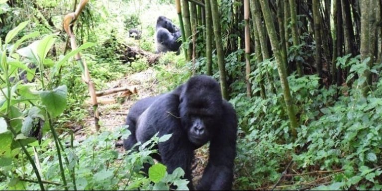 Lowland Gorilla Trekking Congo - 3-Days Safari