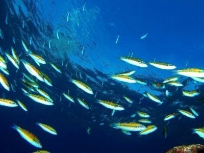 Private Snorkeling Tour from Playa Grande Beach