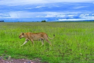 5 Days/4 Nights Kenya Safari