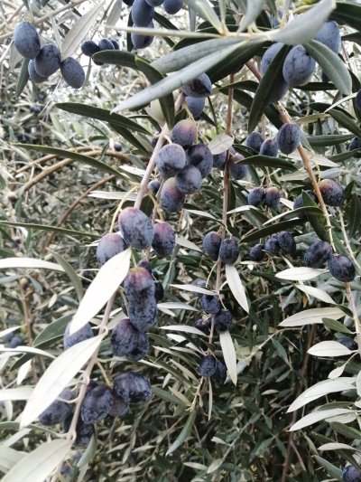 Half Day Hiking Tour in Douro Valley Wine Region