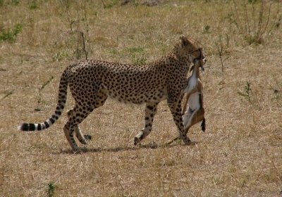 7 Days /6 Nights Best of Kenya Adventure