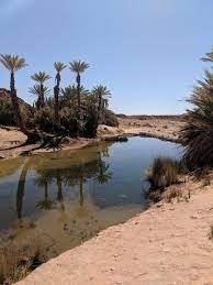 SAFSAF oasis