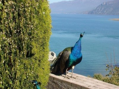Ohrid - city and lake tour from Skopje