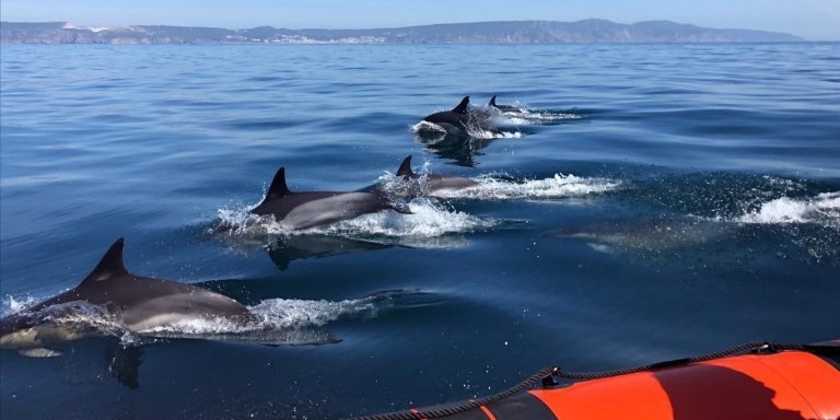 Eco-Dolphin Watching