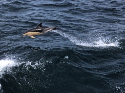 Eco-Dolphin Watching
