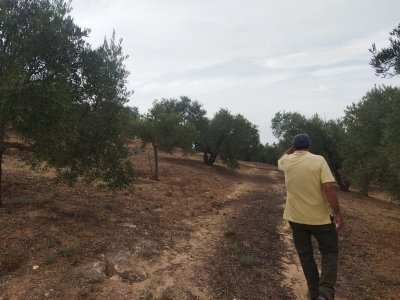 Winery and Olive Mill Guided and Tasting Tour with Tapas