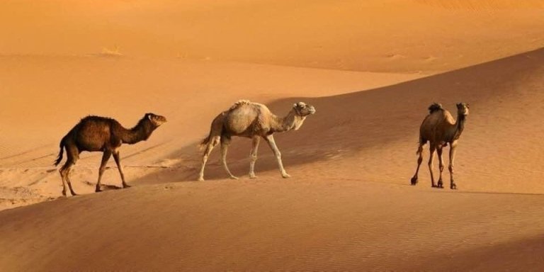 Marrakech to Sahara Desert in 3 days tour