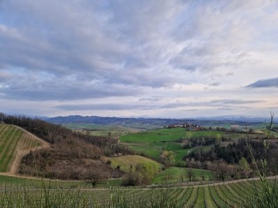 Truffle Hunting Experience & Wine Tasting