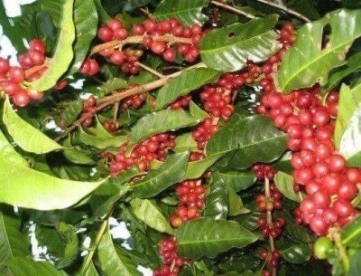 Arenal Volcano & Baldi Hot Springs Resort - Day Tour from San Jose