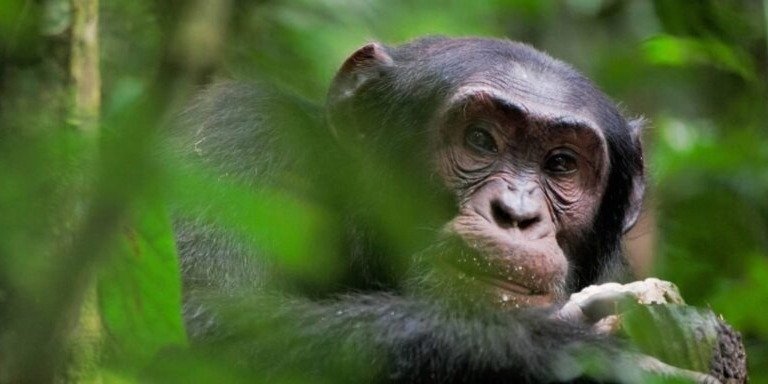 5 days Uganda primate  and wild life safari