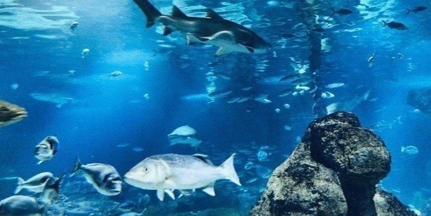 Fast-Track Entry Ticket to Barcelona Aquarium: Underwater World