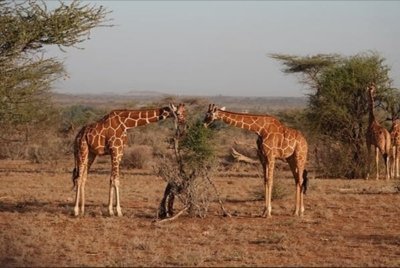 7 Days Kenya Big Game safari