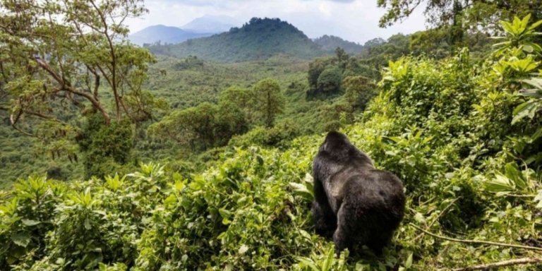 10 Days Uganda Ultimate Gorilla | Chimpanzee & Wildlife Safari