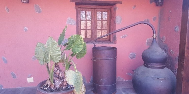 Organic Vineyard Tenerife private visit - Wine tour, Tasting & Wine