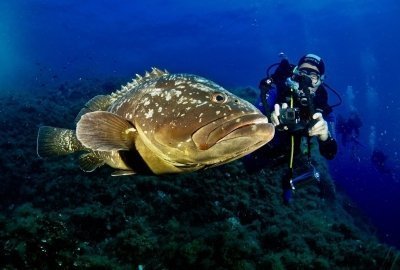 Discover Scuba Diving