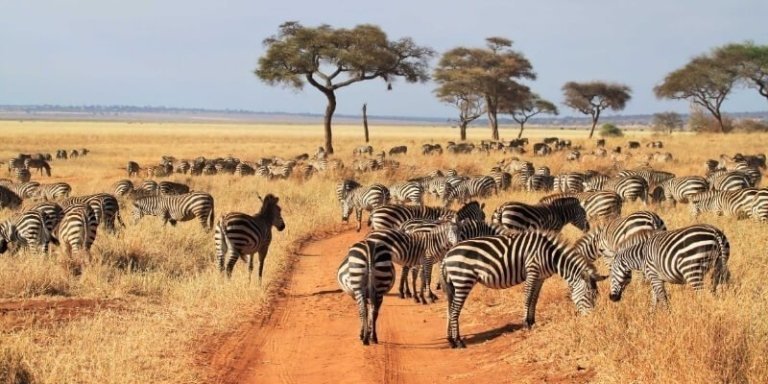 Tanzania Safari and Hiking - 4 Days Private Tour