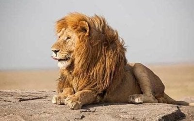 Tanzania Safari and Hiking - 4 Days Private Tour Tanzania Safari and Hiking - 4 Days Private Tour