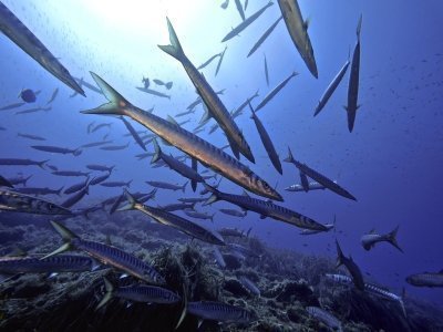 Snorkeling in the National Park