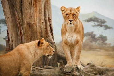 4 Days Tanzania Camping Safari 4 Days Tanzania Camping Safari