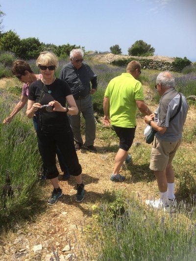 Lavender tour on Hvar