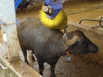 From Amalfi: Paestum-Greek Temples and Bufala mozzarella Farm!