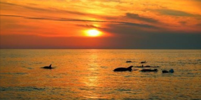 Sunset dolphin excursion with Sandra boat Medulin - Kamenjak