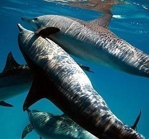 Dolphins, Kizimkazi & Red Colobus monkeys - Private Tour in Zanzibar Dolphins, Kizimkazi & Red Colobus monkeys - Private Tour in Zanzibar