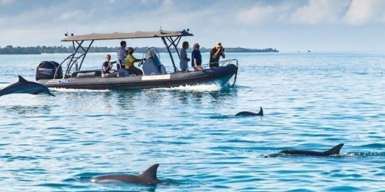 Dolphins, Kizimkazi & Red Colobus monkeys - Private Tour in Zanzibar