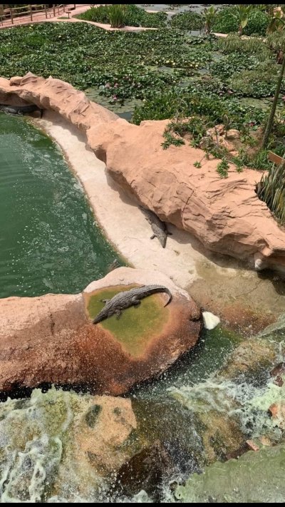 Agadir Croco Parc with pick up round transfer