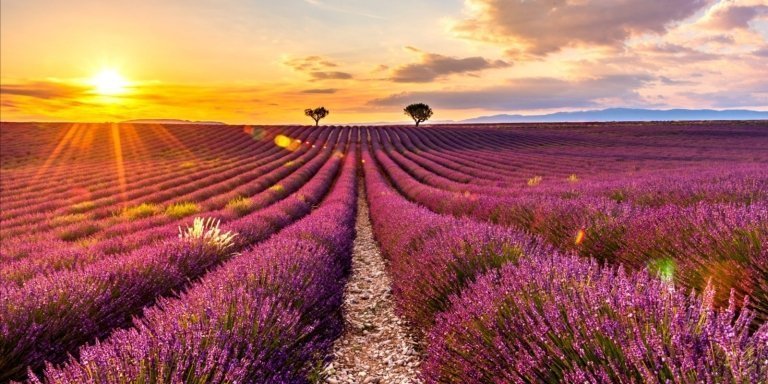 Visit of the lavender fields, les gorges du Verdon and Moustiers.