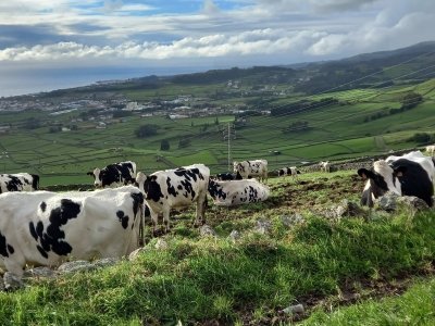 Terceira Island Half-Day Van Tour