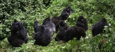 Mountain Gorilla Tour Experience in Rwanda - 2 Days 