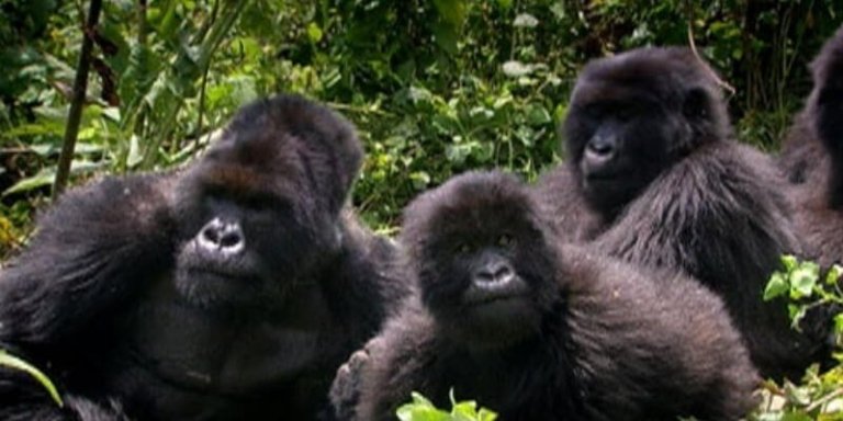 Mountain Gorilla Tour Experience in Rwanda - 2 Days 