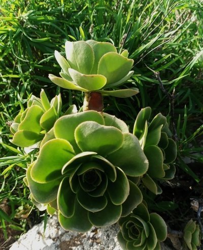 The thousand palm trees valley: natural and cultural heritage