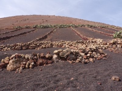 La Geria: hiking and wine tasting