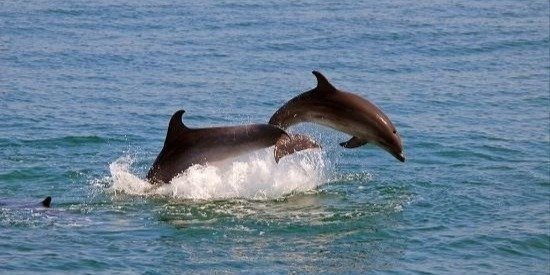 Arrábida- Dolphins- Cristo Rei