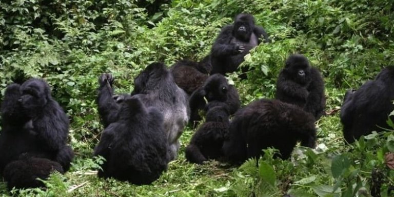 Discover Rwanda Adventure - 5 Days Tour