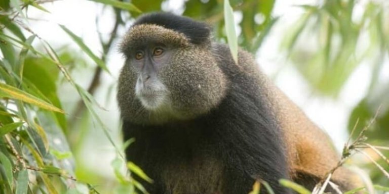 Golden Monkey Trekking in Rwanda - 4 Days Tour