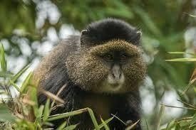 Golden Monkey Trekking in Rwanda - 4 Days Tour