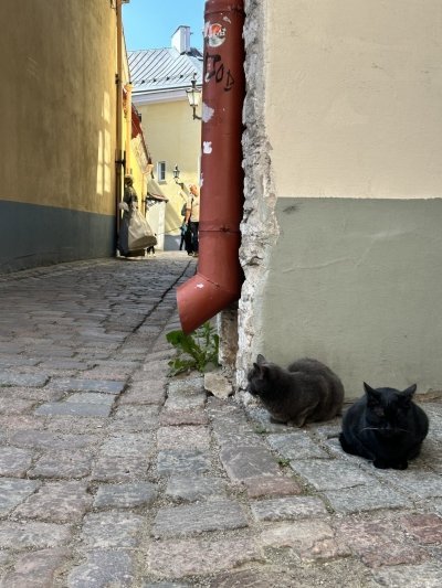 120 Degrees Tallinn: daily guided walking tour