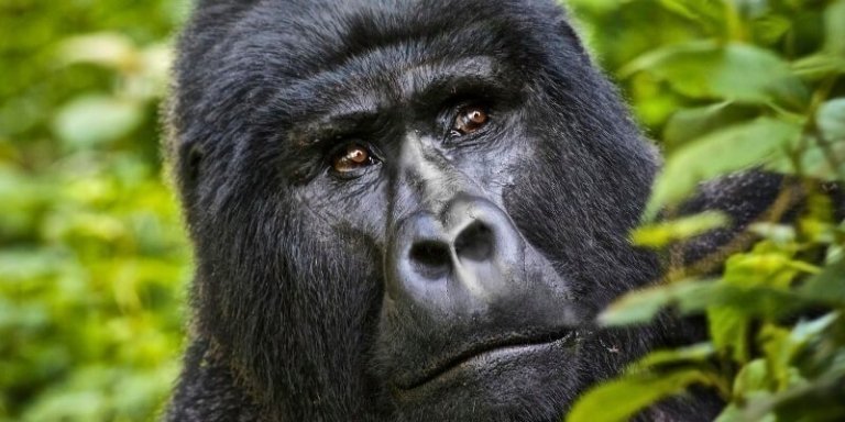 Gorilla Trekking Uganda, Bwindi National Park - 3 Day Tour from Kigali
