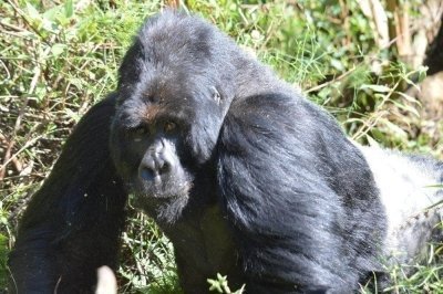 Gorilla Trekking Uganda, Bwindi National Park - 3 Day Tour from Kigali